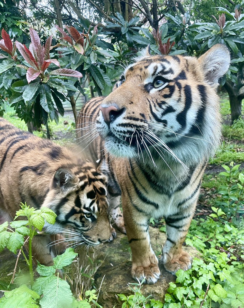 Zac and Crispin, our two Sumatran tiger cubs @zsllondonzoo. There are around 300 Sumatran tigers left in the wild. @OfficialZSL is helping ensure they don’t go extinct.