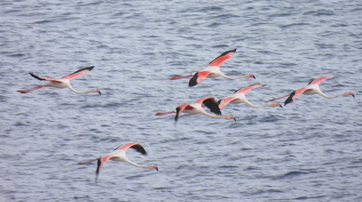 Big Bee-eater day today with over 200 seen! Their call an almost constant soundtrack 😊 3 lifers (Little Bittern, Moltoni's, RR Swallow). Yesterday's Flamingos (Ventotene rarity) still adding extra colour