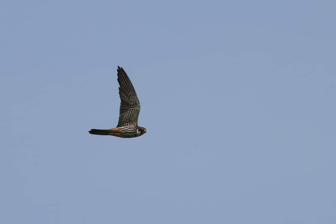 Nice to see 2 Hobby's fly across Snettisham coastal park heading out over Ken Hill Grazing marsh.