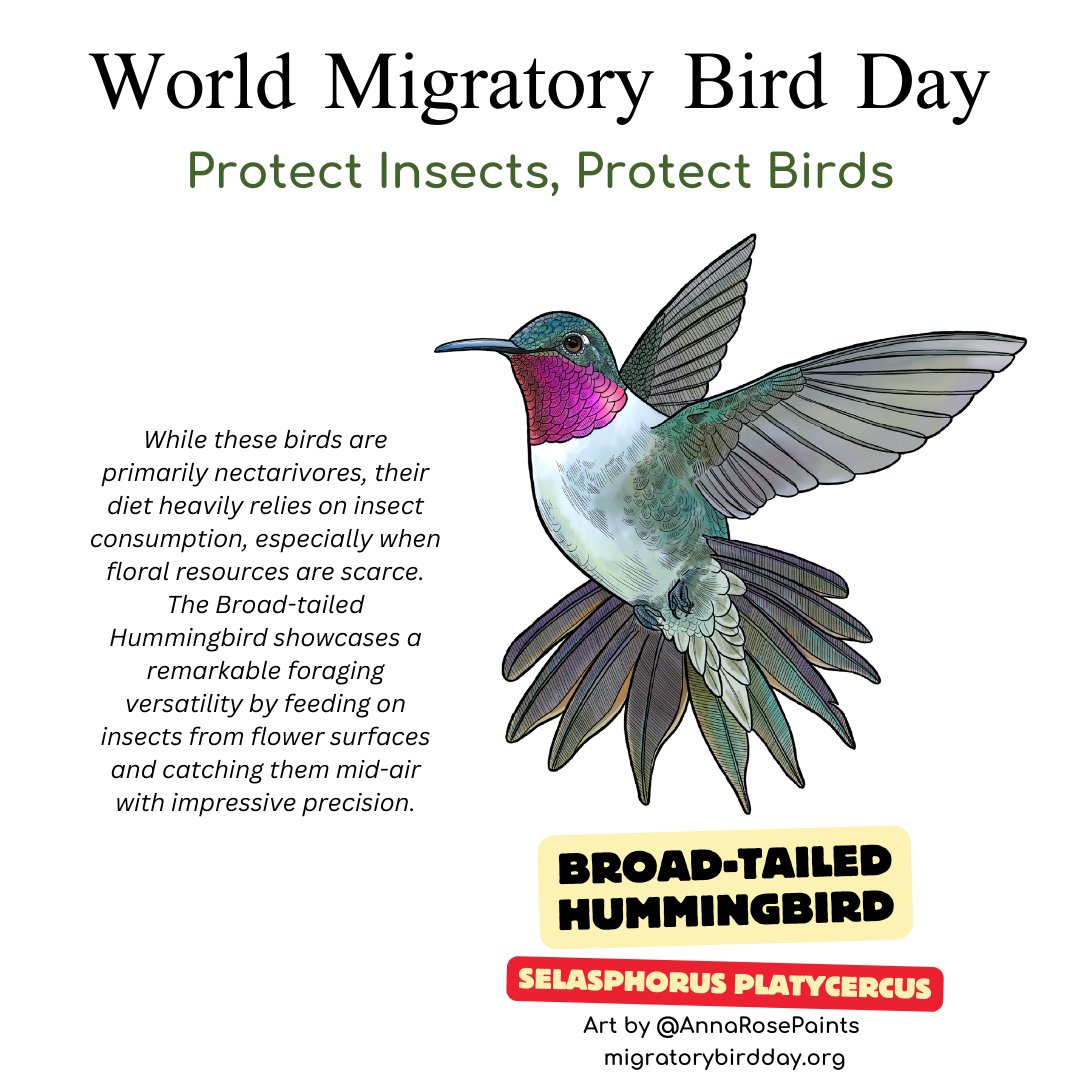 Targeting small insects like beetles, bugs, thrips, and flies found in cypress woodland foliage, these birds are specialized hunters that utilize both foliage gleaning and aerial hawking techniques. #wmbd #worldmigratorybirdday #wmbd2024 #protectinsectsprotectbirds #dmam2024