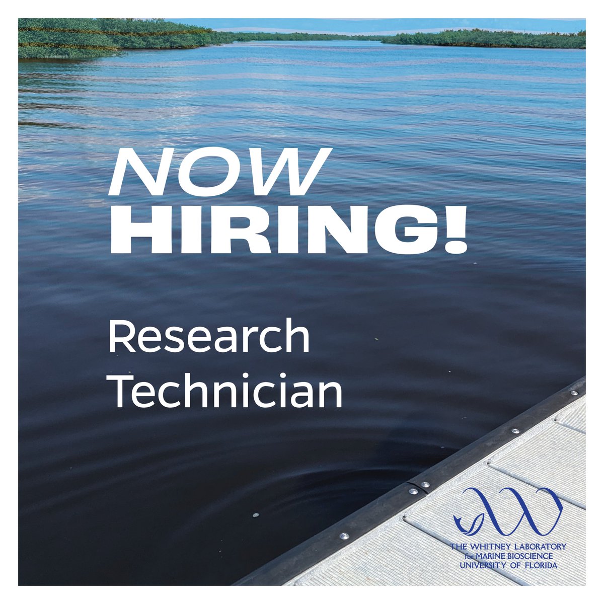 📣 #NowHiring! OPS Research Technician

Join the  NSF-funded, multidisciplinary project “Functional genomic dissection of biomineralization at multiple scales using a new marine model.”

Details/Apply 👉 explore.jobs.ufl.edu/en-us/job/5314…

#JoinOurTeam #UF #WhitneyLaboratory #StAugustine
