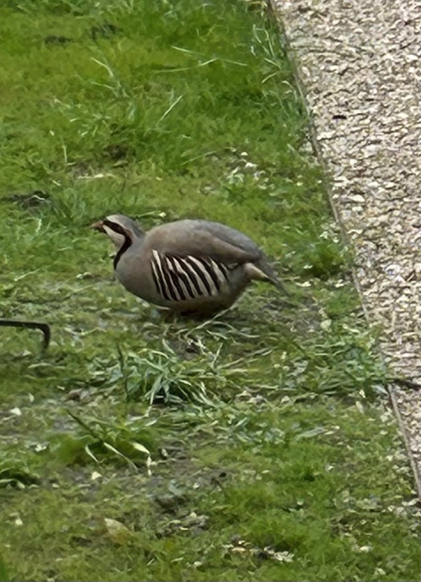Haven’t got any pear trees but a partridge has arrived in the garden!