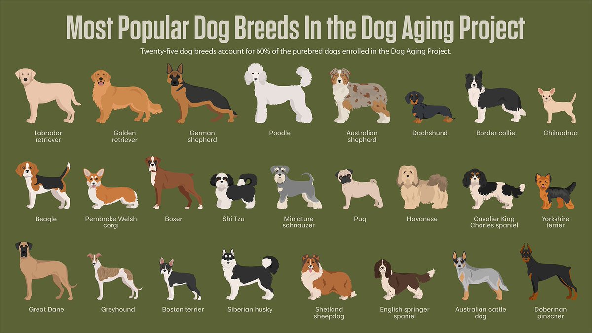 A new study by the Dog Aging Project found that while certain dog breeds are prone to specific diseases, purebred and mixed-breed dogs are mostly equal when it comes to overall frequency of health condition diagnoses. #TAMUVetMed Read more: vetmed.tamu.edu/news/press-rel…