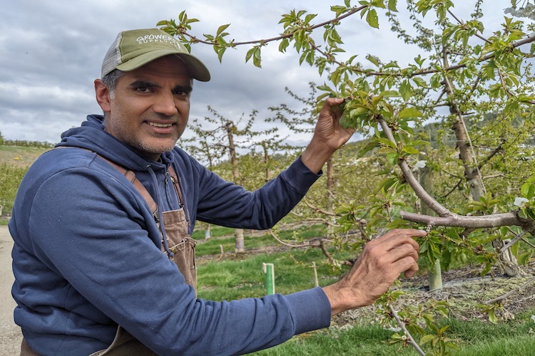 The BC Cherry Association, helmed by president Sukhpaul Bal, says the 2nd annual Canadian Cherry Month will run from July 15 to August 15, 2024. @BCCherryca thegrower.org/news/bc-cherry…