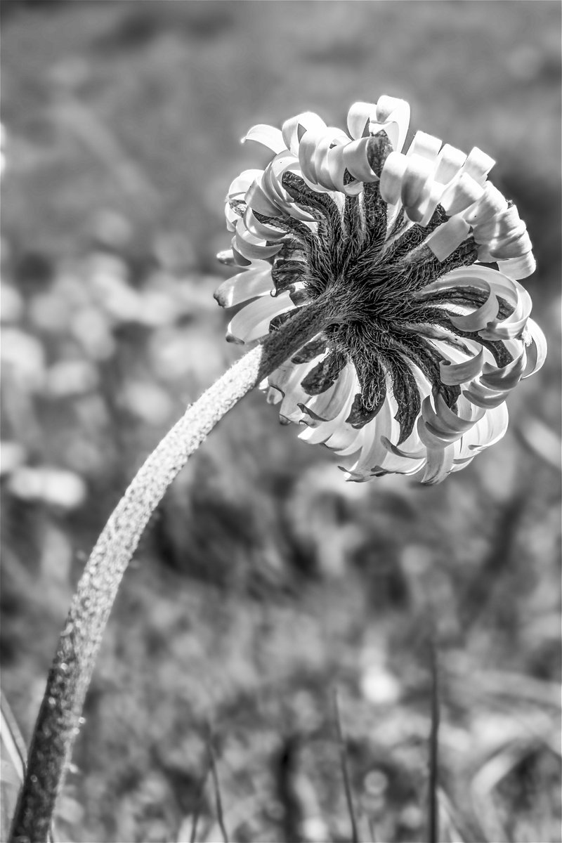 #BlackAndWhitePhotography #NatureLovers #Daisy #Flowerstagram #BW_Lovers #PhotographyEveryday #NaturePerfection #FloralPhotography #Monochrome #InstaFlower'