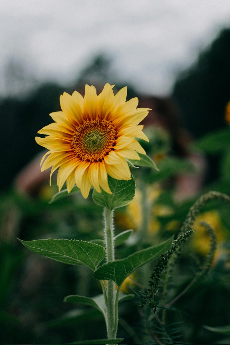 Sunflower 🌻 

#sunflower  #storiesoftheasr