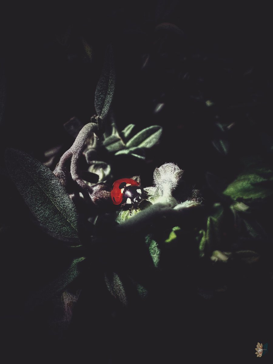 Jewel in the Darkness #InsectThursday #photography