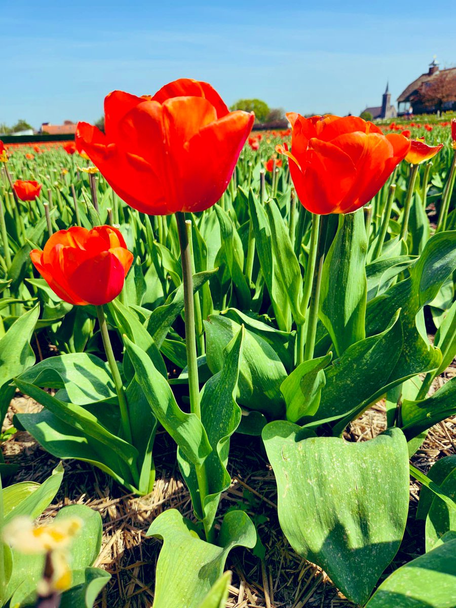 Our amazing tulip fields🌷🇳🇱🧡

#motherdaughter #springtime #Netherlands