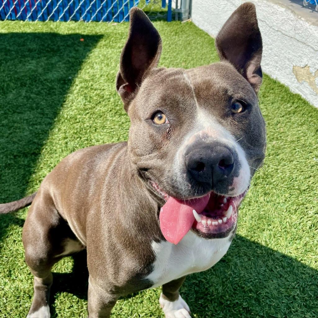 🐶🐾Our Thursday #petoftheweek is Bella. Bella is a young, friendly Pittie mix who is ready to start her next adventure with a loving person, couple, or family. 

If you'd like to foster or adopt Bella(LACA-A-13173), you can find her at the @spcaLA in Hawthorne.