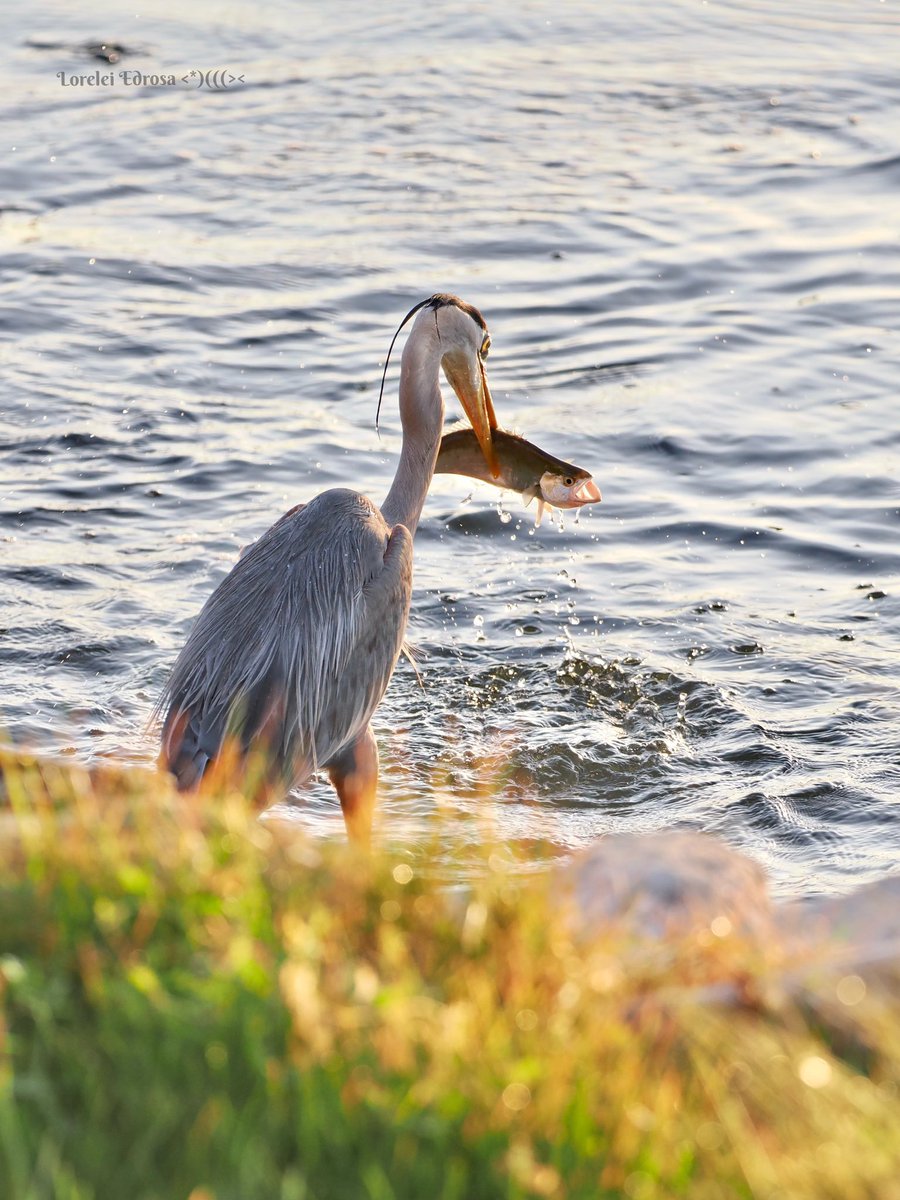 I was just taking a few shots of this great blue heron this morning and was getting ready to head inside when all of a sudden I turned my head and saw the heron with a fish, so quick! 😱😁