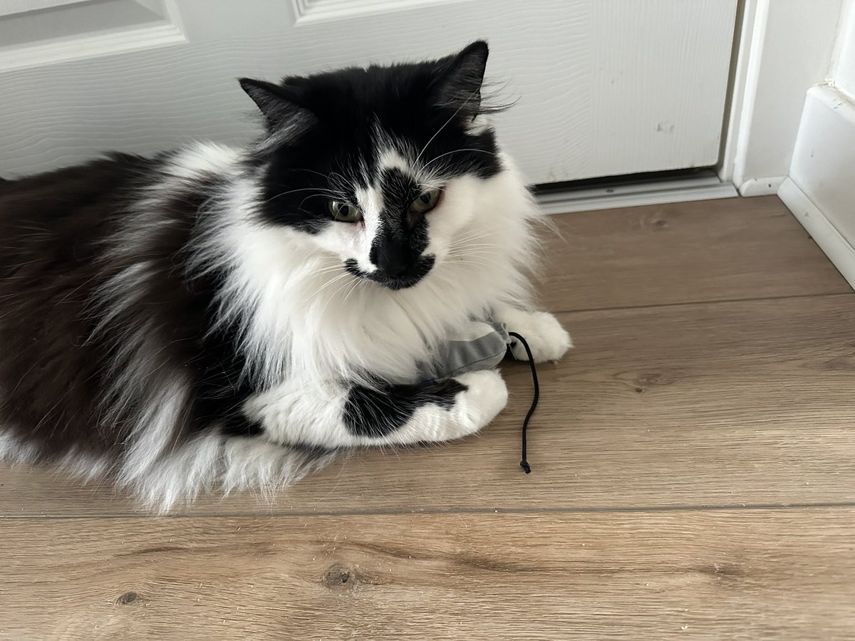 My huge little brother Teddy is 4 today! He got a new mouse, treats and a new litter box #cat #CatsOfTwitter #CATBOY #catoftheday #Kitty #rescuecat #birthdayboy #floof #fluffycat #fursday #AdoptDontShop