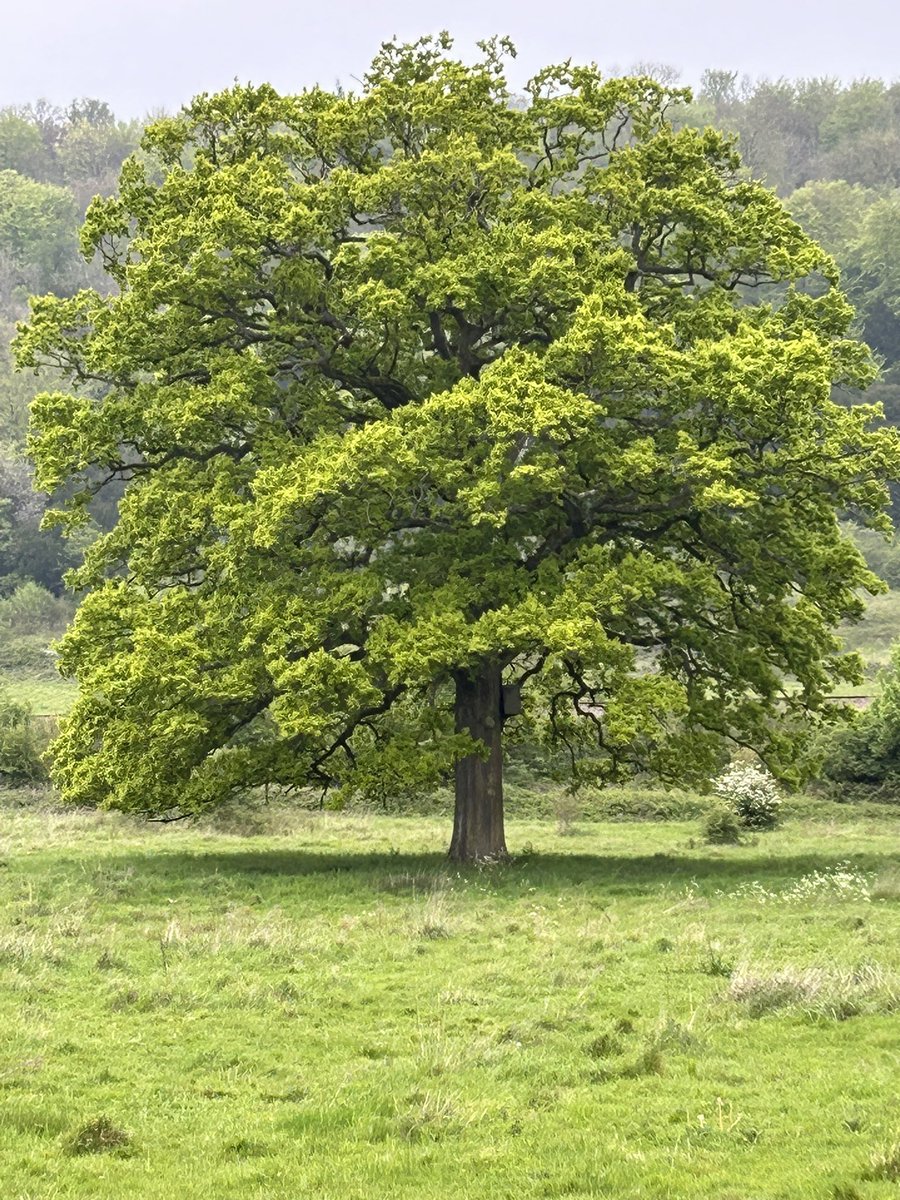 I absolutely love this magnificent oak tree. I see it on one of my favourite walks in the Surrey Hill. It pulled out all the stops today 🌳