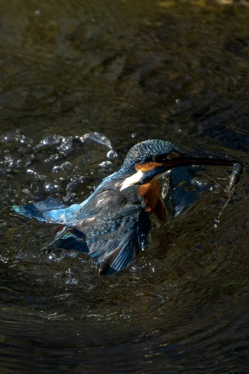 良い離水！

#カワセミ #Kingfisher
 #野鳥 #α7IV 
#これソニーで撮りました