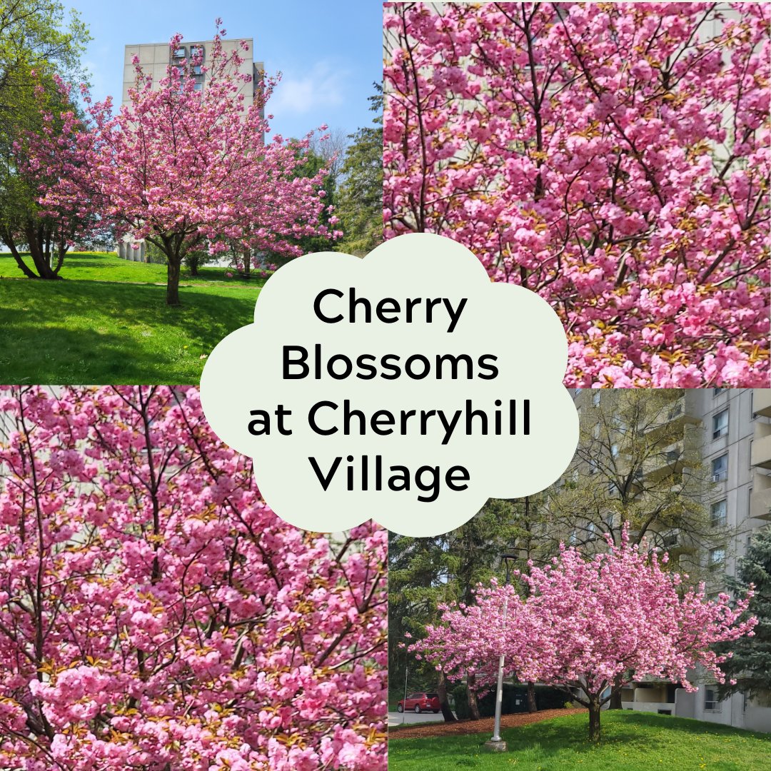 🌸April showers bring May flowers! 🌸 

We're delighted to share some stunning photos of the Cherry blossoms at Cherryhill Village!

Aren't these blooms simply breathtaking? If you are in the area, be sure to check out our suites at Cherryhill! 🌸

#parkproperty #cherryblossoms
