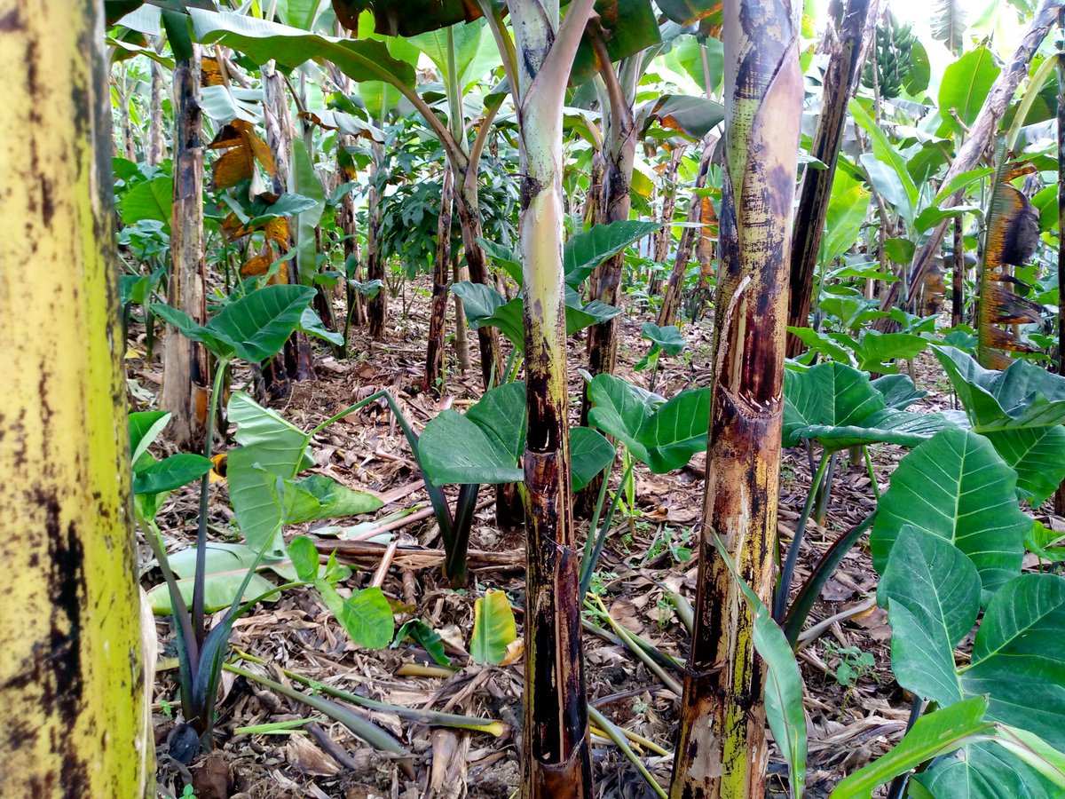 FARMING LESSON!
Always ensure good field hygiene if you want to see better results. *Weeding, pruning and mulching are some of the good practices which increase productivity in banana farming.

Like & Repost.
#FOLLOW_ME for All Farming News, Advice & Lessons.
#LetsFarmTogether