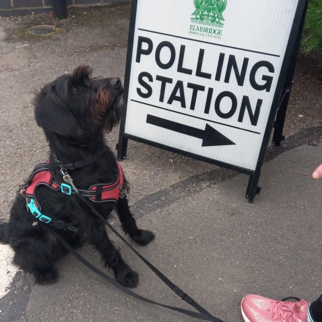 Karl is looking so handsome outside the ‘pauwling' station. If you haven’t voted yet, head off to your polling station. It will close at 10pm.
#dogsatpollingstations