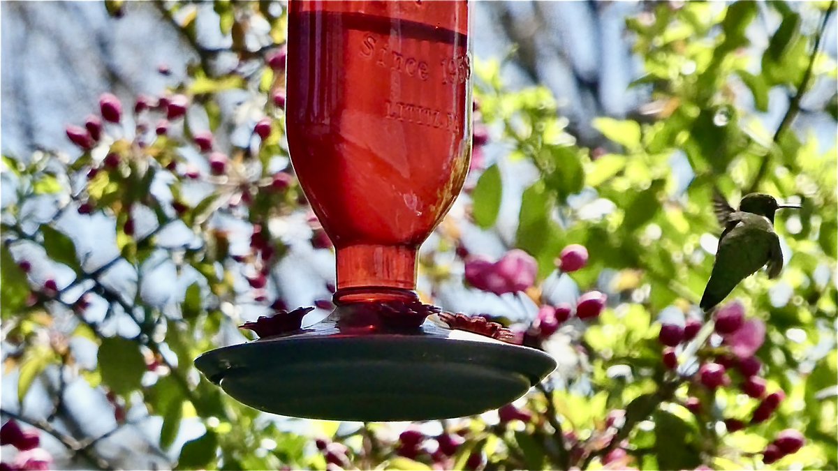 Back for another spring & summer. @culthummingbird #hummingbirds #Hespeler
