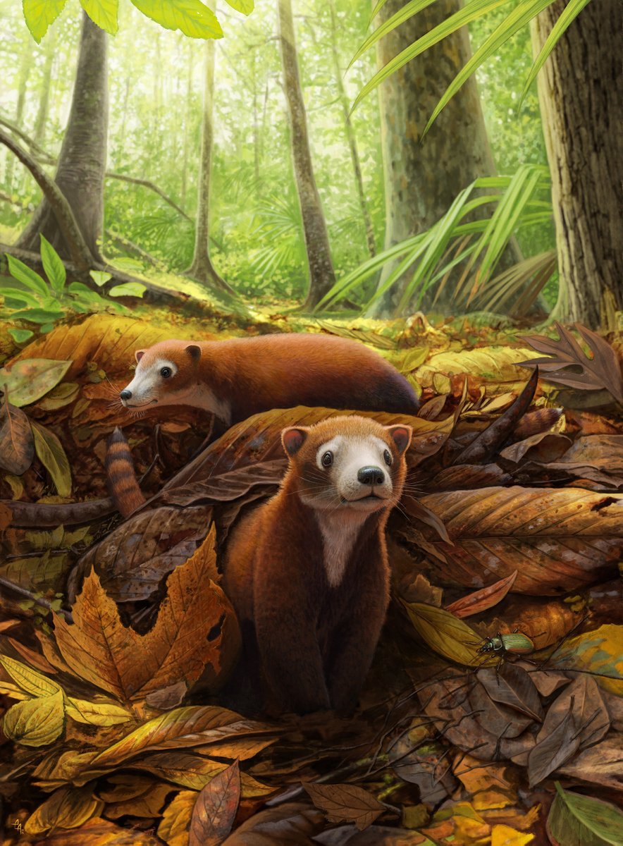Luke Weaver (@lukenweaver) on Twitter photo Introducing Militocodon lydae, a new periptychid mammal from the early Paleocene, Denver Basin, Colorado. Led by @CrowellJW + myself w/ <a href="/ChesterLabCUNY/">Chester Lab @ BROOKLYN</a> and <a href="/DiggingDinos/">Tyler Lyson</a>. (Artwork <a href="/AndreyAtuchin/">Andrey Atuchin</a>) Open-access paper here! link.springer.com/article/10.100… #FossilFriday Introducing Militocodon lydae, a new periptychid mammal from the early Paleocene, Denver Basin, Colorado. Led by @CrowellJW + myself w/ <a href="/ChesterLabCUNY/">Chester Lab @ BROOKLYN</a> and <a href="/DiggingDinos/">Tyler Lyson</a>. (Artwork <a href="/AndreyAtuchin/">Andrey Atuchin</a>) Open-access paper here! link.springer.com/article/10.100… #FossilFriday