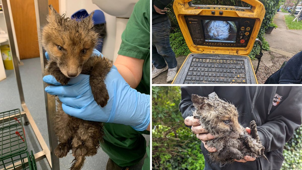 A joint rescue mission was carried out after a fox cub got stuck in a drainpipe 😱

CCTV equipment located the cub and after some expert excavation work, he was safely removed and taken for treatment 🦊

Found a fox cub in distress? Find out what to do: bit.ly/3OkwkwC