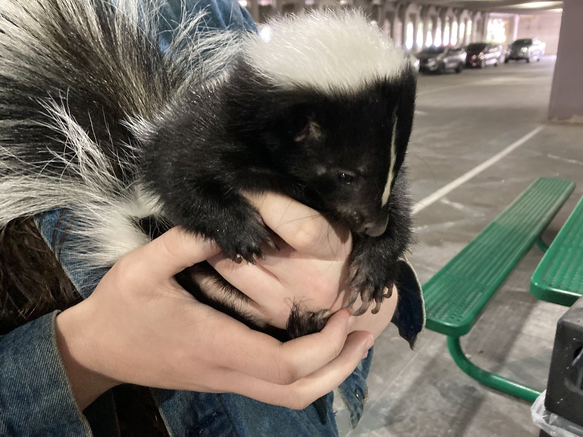 I brought Ziggy into work because my coworkers wanted to meet him, they took this pic & made it the background of one of our workstation computers so everyone sees this pic when they sign in lmfao