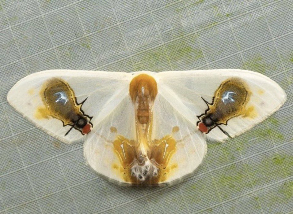 Esta polilla, Macrocilix maia lleva el camuflaje a otro nivel. Tiene un mural realista en su parte posterior, 2 moscas de ojos rojos comiendo guano. Puedes ver la luz reflejada en las alas de las moscas. La evitan sus depredadores: la escena sugiere enfermedades. 📹 dhfischer