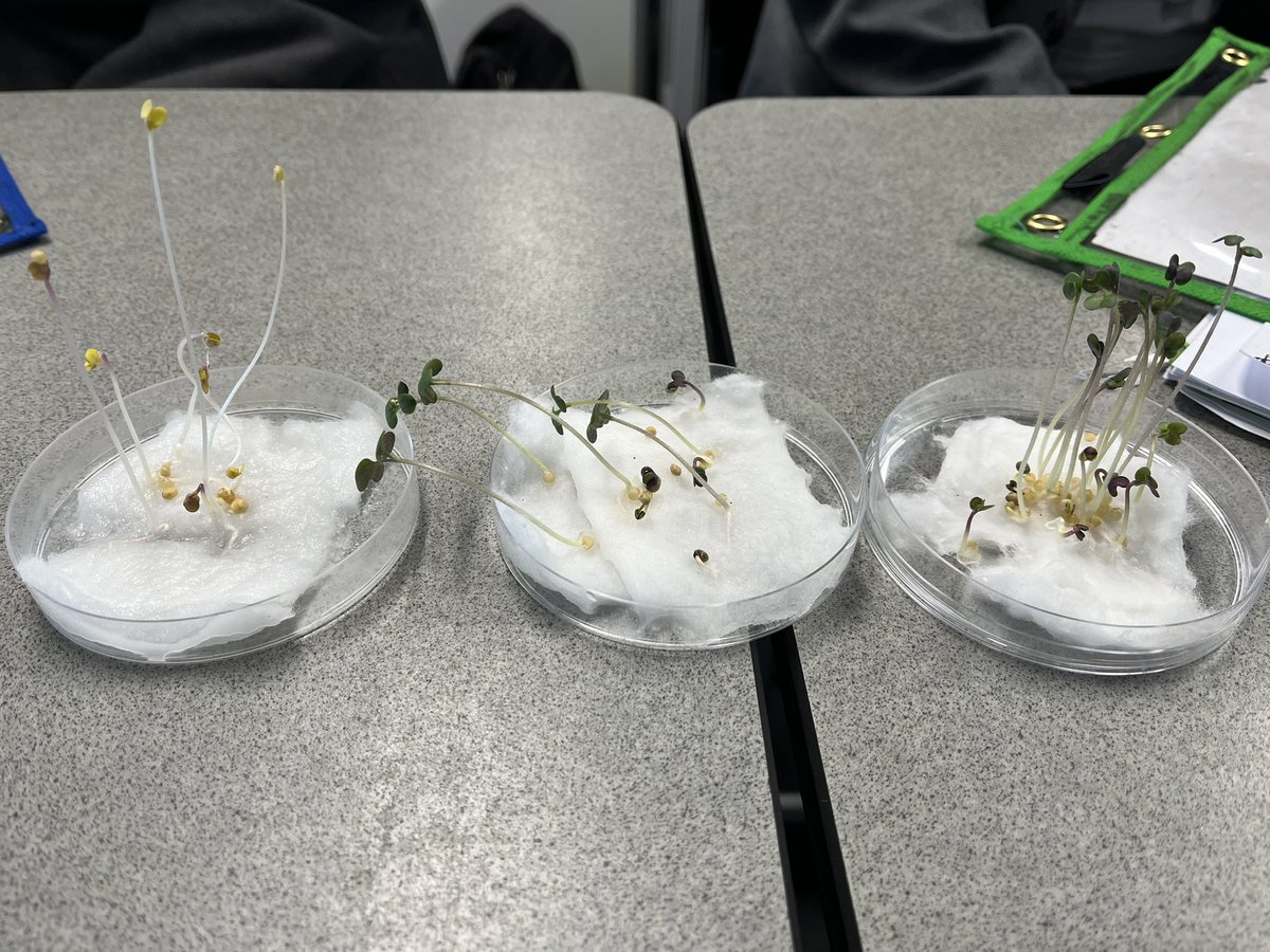 Year 10’s investigated plant Tropisms. The phototropism results could not have been more perfectly grown! Awesome results🌱. Could you say what the light condition was for each dish? @AQA #GCSEBiology #phototropism #separatescienceGCSE