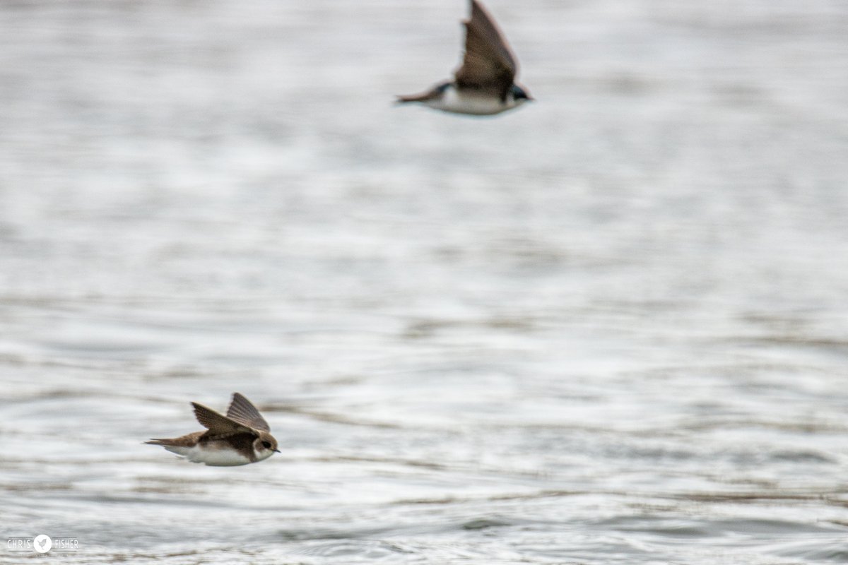 It's a swallow day over the Bow River #YYC. Weather conditions have forced migrant swallows by the thousands to move and feed over the river - it is quite the sight.
Violet-green, Tree & Bank Swallows