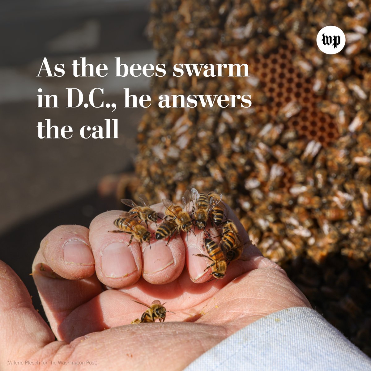 Every year in D.C., bees swarm trees, buildings, parked cars — anything that they can land on — eliciting curses and screams from terrified people. That’s when folks like Delwyn Voss, a member of the D.C. Beekeepers Alliance, get calls for help. wapo.st/4a1VI1Z
