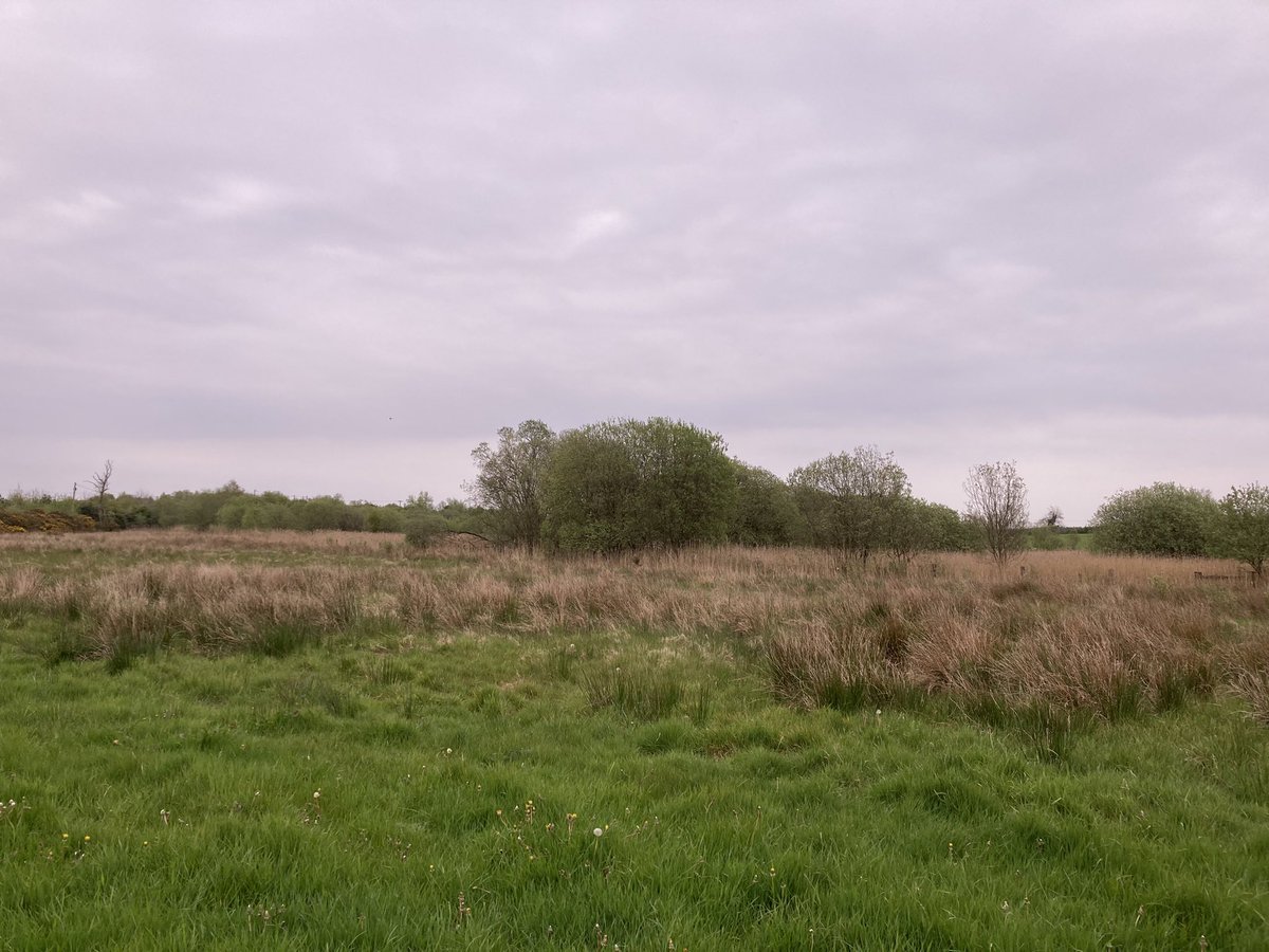 Can’t bloody believe it. Just found the 13th Savi’s Warbler for Ireland in a tiny reedbed on the Louth/Monaghan border. Reeling away constantly. Will upload recordings later. <a href="/BirdGuides/">BirdGuides</a> <a href="/LouthBirdNews/">LouthBirdNews</a>
