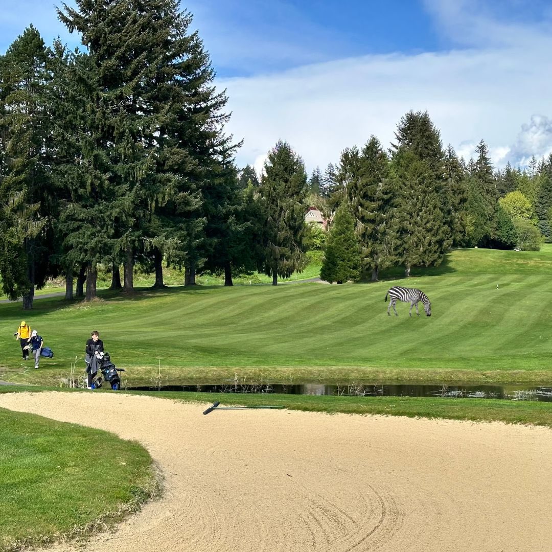 The missing Zebra has been found enjoying our freshly mowed fairways 🦓#StripesOnStripes #MissingZebra