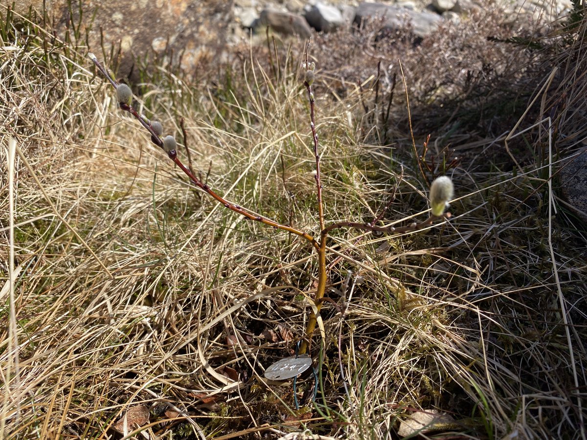 Doing what I do best - monitoring #montane #willows! Today I checked on these Downy Willow (Salix lapponum) that we planted at #Corrour a year ago with @treesurv. The sun has been shining & the results are looking good; happy days!! 🤩🤗🌞🌿 #montanescrub #restoration