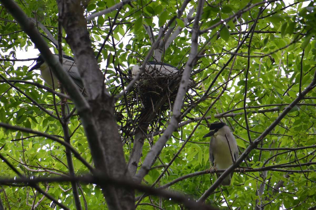 We counted over 500 black-crowned night herons in the trees around the Children's zoo today. Next time you are at @lincolnparkzoo, come check out the largest colony of this state endangered species in Illinois! #chicago #birding