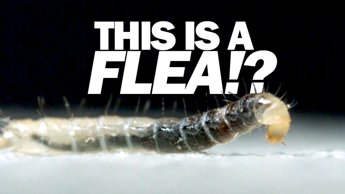 New video today! CAT FLEAS! all the slow motion shots of adult fleas jumping &amp; larval fleas crawling you can handle. PLUS some timelapse sequences of flea eggs hatching! (link in reply)