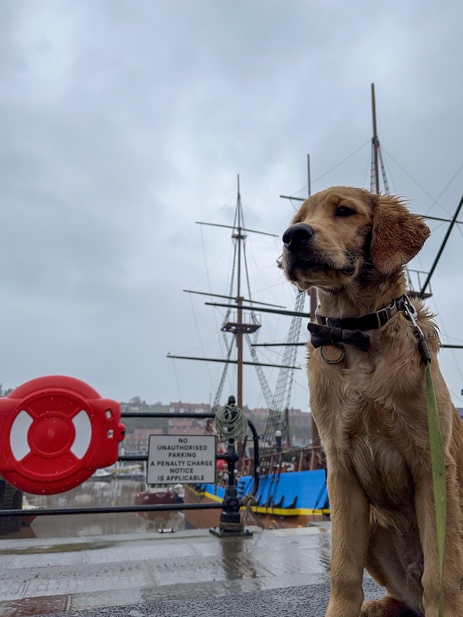 #ThrowbackThursday Finlay at #Whitby #seafront this time last year, it was a bit wet with the rain #RedMoonshine #GoldenRetrievers #Harbour #PuppyPhotography #LandscapePhotography #Yorkshire #Seaside redmoonshine.com