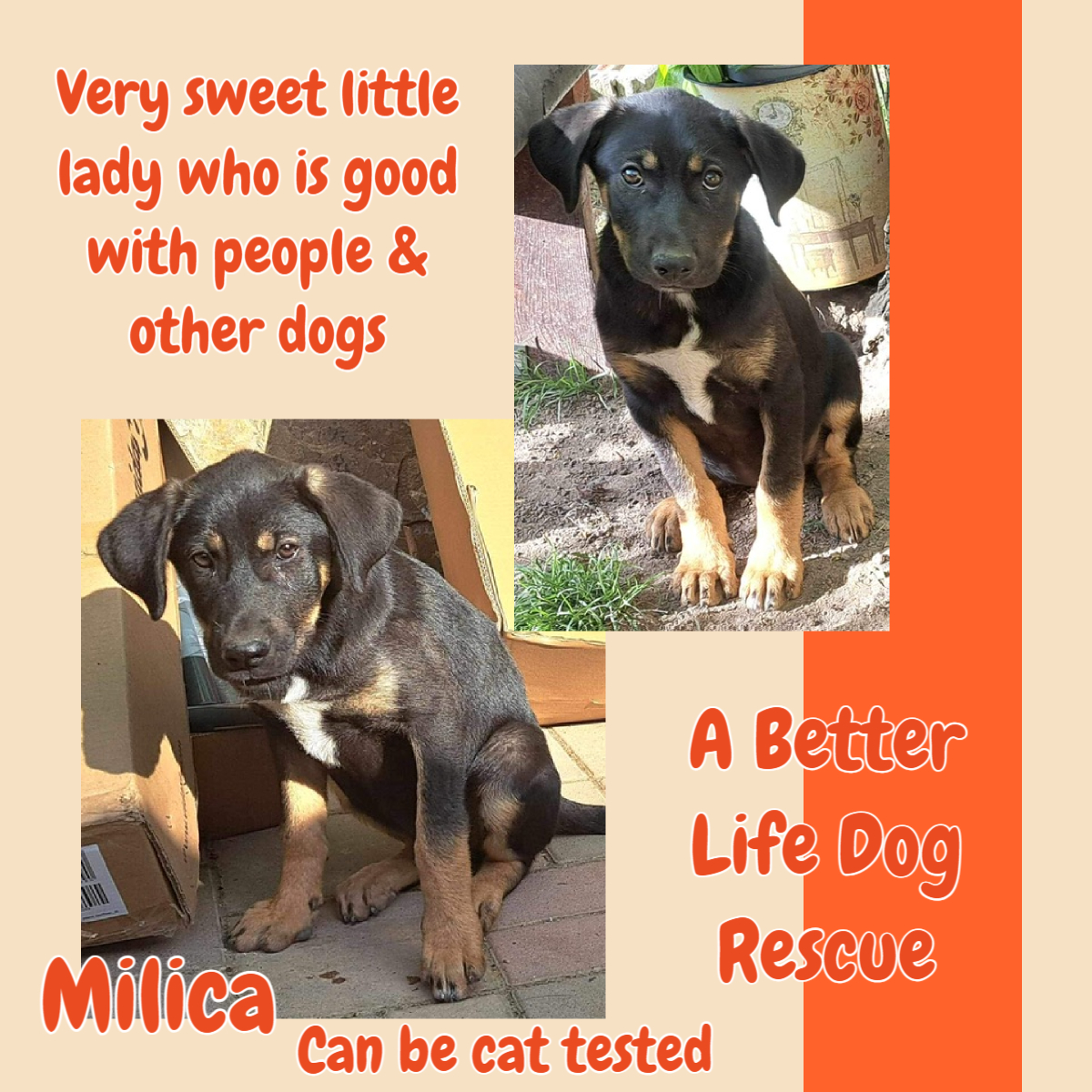 4mo MIRIAM & her sister MILICA were found abandoned with their mother in a field near the Shelter. Milica was injured but Miriam was just very confused about events leading to her being left in the face of unknown danger. She really is a lovely lass who enjoys walking, jumping &…