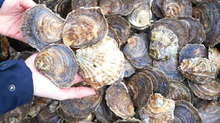 #Shellfish industry on a 'knife edge' as #sewage dumped in designated waters for 192,000 hours last year news.sky.com/story/shellfis… 🦪💩☠️