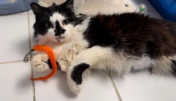 Smudge! Available for long term foster, foster to adopt, or adoption Smudge the spunky beauty queen 👑 is looking for her forever family that will brush her and tell her she’s beautiful 😻 Smudge is a suspected young senior who had very rough younger days. She is a sweet and