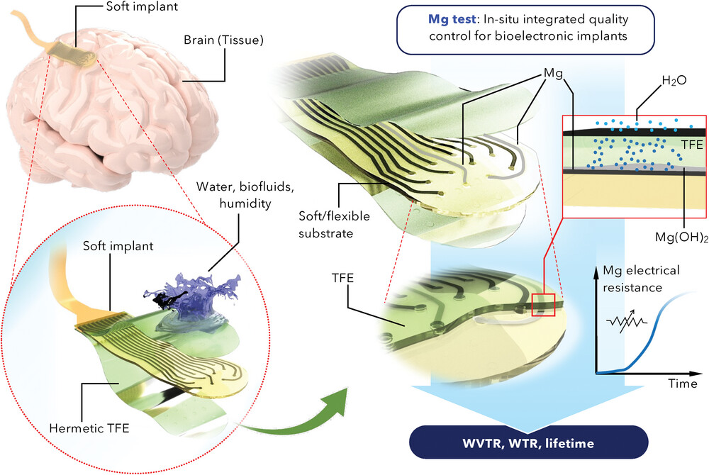 Real-time stability check of #bioelectronic implants ✔

Out in Advanced Materials, researchers at  @EPFL  demonstrate a method to monitor the stability of an electronic implant during operation with record-breaking sensitivity

Full article at @Wiley onlinelibrary.wiley.com/doi/10.1002/ad…