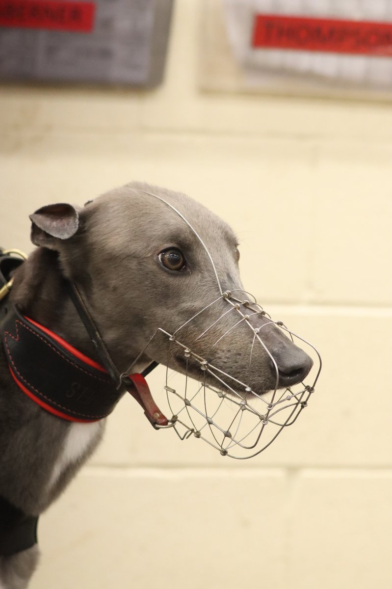 The Greyhound of the Day on this warm Thursday evening is the Chris Jones-trained Winterfield Guy 🐶

This beautiful blue dog won a D1 sprint tonight to make it 13 victories from 41 career outings - well done Guy 👏
#GreyhoundOfTheDay