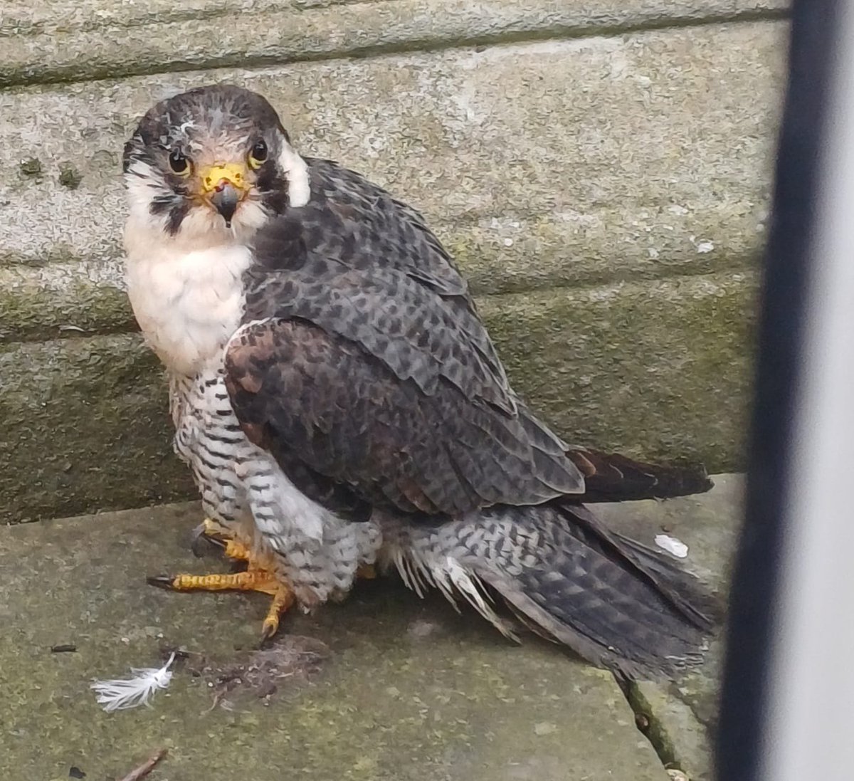 My daughter was on a school trip to Oxford today and took a wonderful photo of a peregrine falcon.  I lived there for many years and never saw one. @HawkConservancy