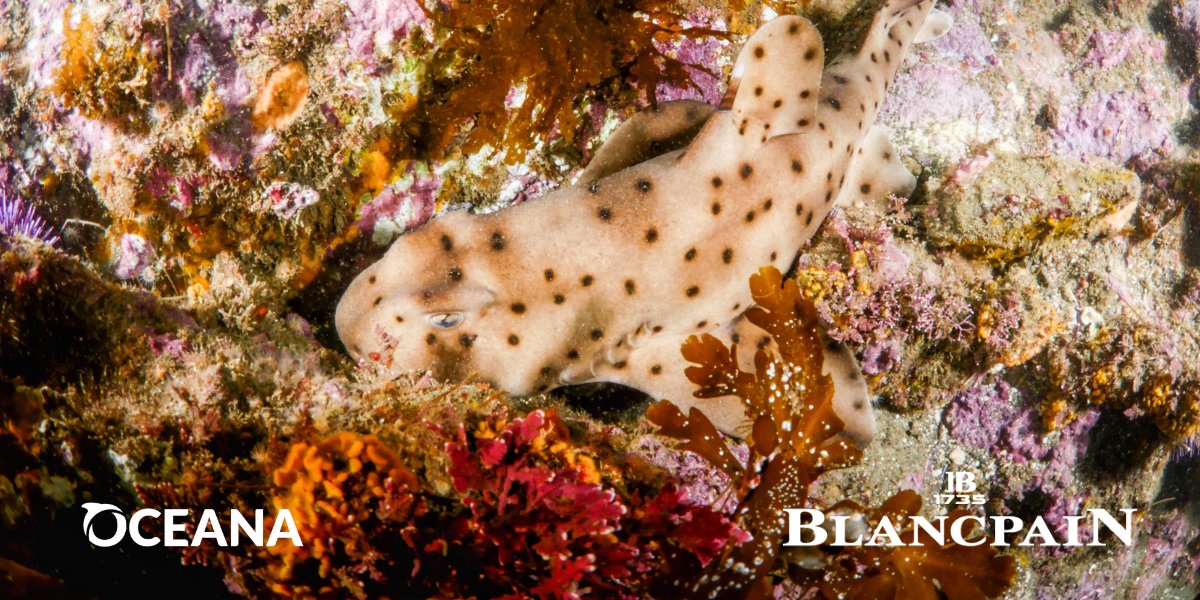 SOUTHERN CALIFORNIA EXPEDITION: In partnership with @Blancpain1735, we are conducting scuba dive surveys documenting #ocean fish #biodiversity & habitats around California’s Channel Islands. The findings will teach us more about the species here & potential threats they face.