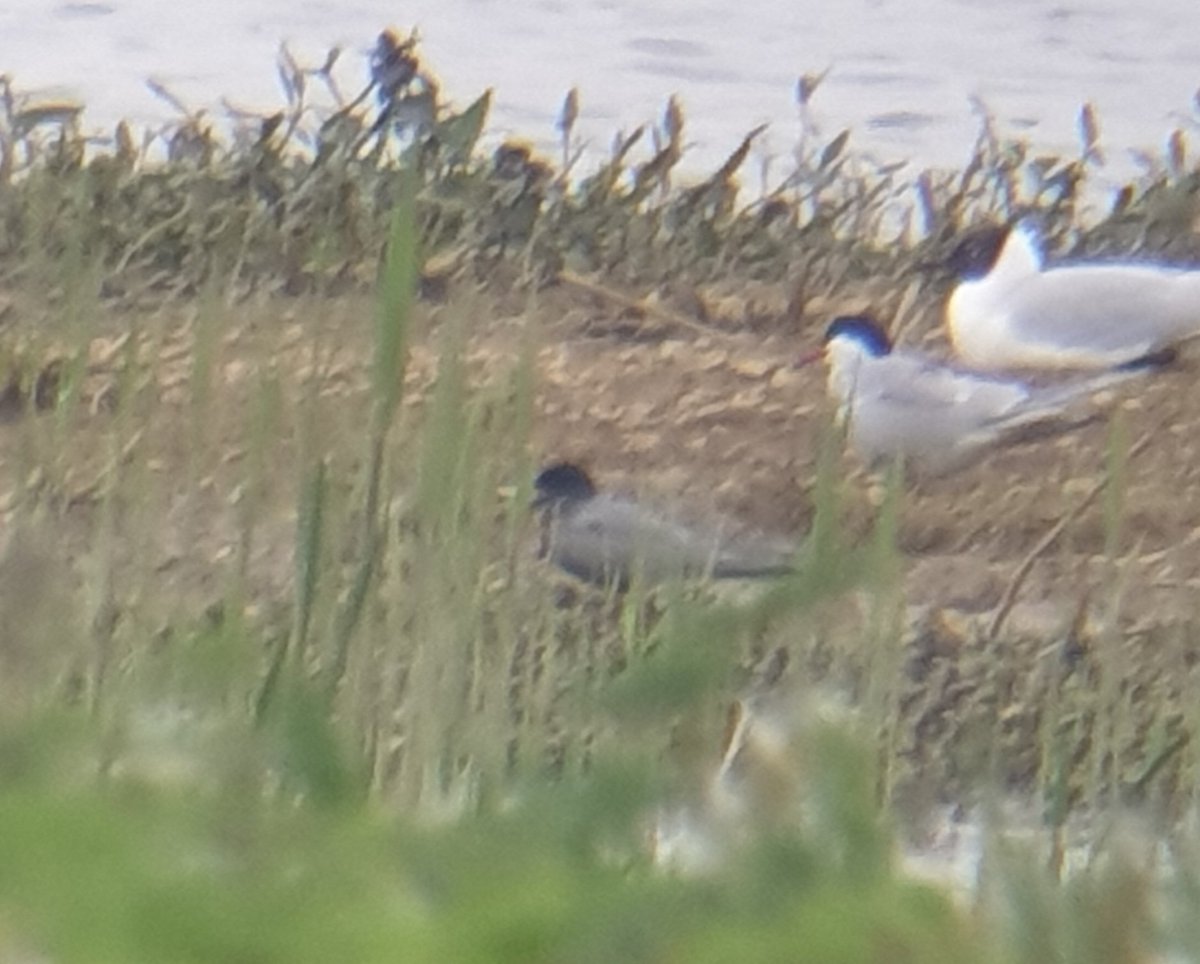 #Northantsbirds Early evening at Summerleys, initially no sign of the Black Tern, but it suddenly appeared later, landing on Gull Island. A pristine Arctic Tern bombed through, plus a Gt Egret, 3 Common Sand and 3 LRP. Big arrival of Garden Warbler!