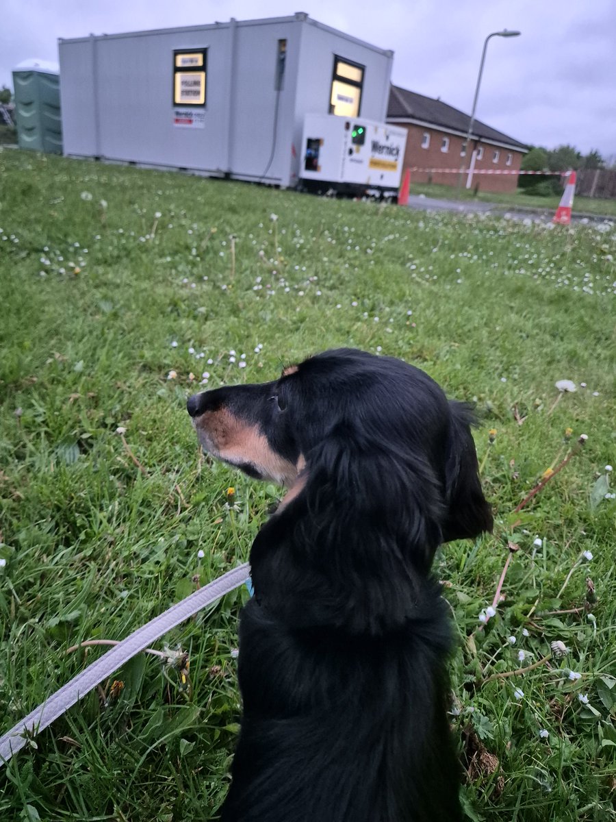 #DogsAtPollingStations finally get to be part of this trend