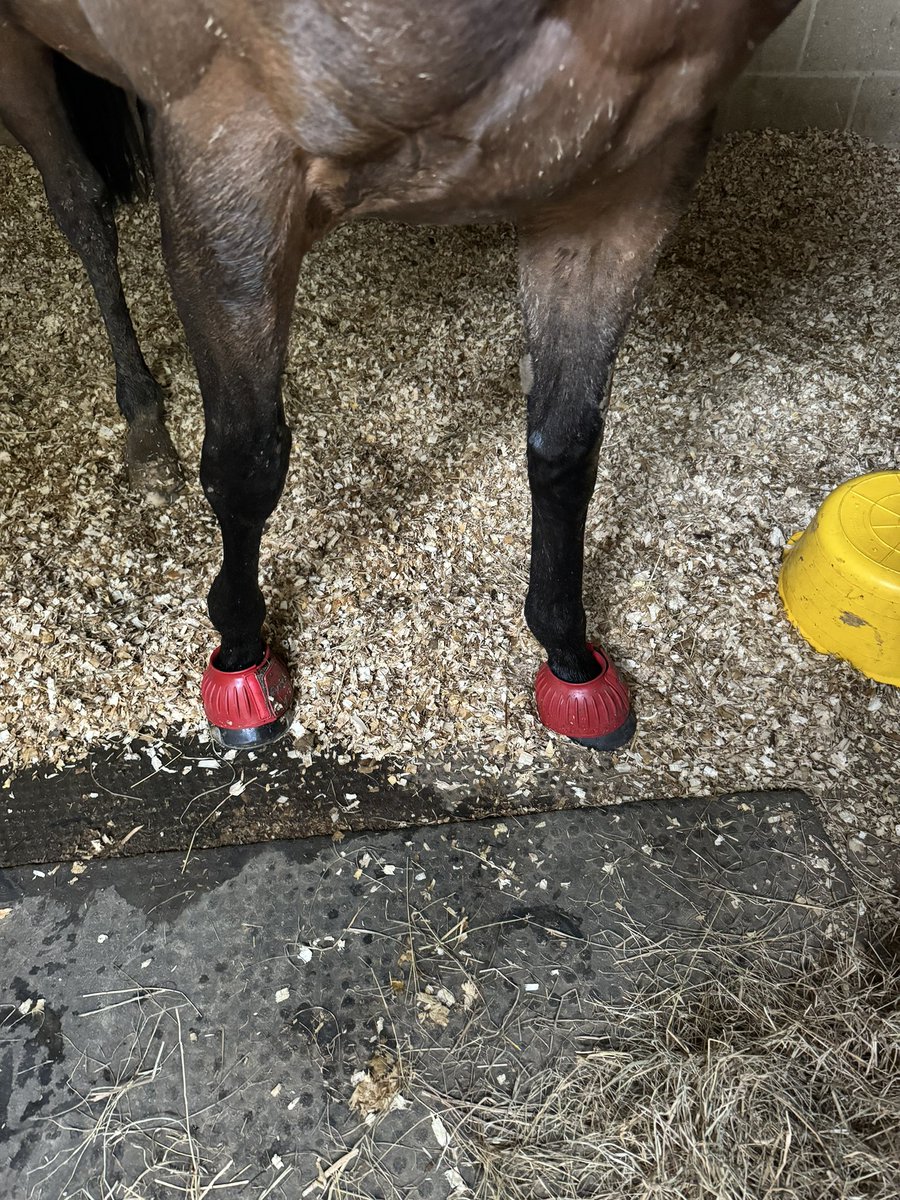 The fields are still boggy with only a small amount of grass! On a journey of remedial shoeing with Violet and the storm last night sent the Mares mental. Violet pulled her new shoe … Dear lord, please may you stop with the rain, yours faithfully, the whole of the UK