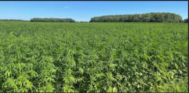 BeaupinEric's tweet photo. 👉1. Un hectare de chanvre produit autant d'oxygène que 25 hectares de forêt.

👉2. Je répète, un acre de chanvre peut produire autant de papier que 4 acres de bois.

👉3. Alors que le chanvre peut être traité en papier 8 fois, le bois peut être transformé en papier 3 fois.

👉4. Le chanvre pousse en 4 mois, les arbres en 20-50 ans.

👉5. La fleur de chanvre est un véritable piège à radiations.

👉6. Le chanvre peut être cultivé partout dans le monde et il nécessite très peu d'eau. De plus, puisqu'elle est capable de se défendre des insectes, elle n'a pas besoin de pesticides.

👉7. Si le tissu de chanvre se propageait, l'industrie des pesticides pourrait complètement disparaître.

👉8. Les premiers agriculteurs ont utilisé du chanvre ; le mot « KANVAS » est aussi le nom des produits du chanvre.
Le chanvre est aussi une plante idéale pour faire des cordes, lacets, sacs, chaussures, chapeaux.

👉9. Réduire les effets de la chimiothérapie et de la radiothérapie dans le traitement du cannabis, du sida et du cancer ; Il est utilisé dans au moins 250 maladies telles que les rhumatismes, le cœur, l'épilepsie, l'asthme, l'estomac, l'insomnie, la psychologie et les maladies

👉10. La valeur protéique des graines de chanvre est très élevée et les deux acides gras qu'elles contiennent ne peuvent être trouvés nulle part ailleurs dans la nature.

👉11. Le chanvre est encore moins cher à produire que le soja.

👉12. Les animaux nourris au cannabis n'ont pas besoin de suppléments hormonaux.

👉13. Tous les produits en plastique peuvent être fabriqués à partir de chanvre, et le plastique de chanvre est très facile à retourner à son état naturel.

👉14. Si une carrosserie de voiture est en chanvre, elle sera 10 fois plus solide que l'acier.

👉15. Il peut également servir pour l'isolation du bâtiment ; durable, bon marché et flexible.

👉16 savons et cosmétiques à base de chanvre ne contamine pas l'eau, elle est donc complètement bio.
La production était obligatoire en Amérique du 18e siècle et les fermiers qui ne produisaient pas ont été emprisonnés. Maintenant les tables ont basculé. D'O ERE ?

👎-W. R. Hearst possédait des journaux, magazines et médias en Amérique en 1900. Ils avaient des forêts et produisaient du papier. Si le papier était en chanvre, il aurait pu perdre des millions.

👎- Rockefeller était l'homme le plus riche du monde. Il avait une compagnie pétrolière. Les biocarburants, l'huile de chanvre, bien sûr, étaient son plus grand ennemi.

👎-Mellon était l'un des principaux actionnaires de la Dupont Company et détenait un brevet pour la fabrication de plastiques à partir de produits pétroliers. Et l'industrie du cannabis a menacé son marché.

👎- Le président Mellon Hoover est ensuite devenu secrétaire du Trésor. Les grands noms dont nous avons parlé ont décidé lors de leurs réunions que le cannabis était l'ennemi.

Et il a été éliminé.

Les forêts sont abattues pour la production de papier.

Le nombre d'empoisonnements aux pesticides et de tumeurs est en hausse.

Puis nous avons rempli notre monde de déchets plastiques, déchets nocifs...