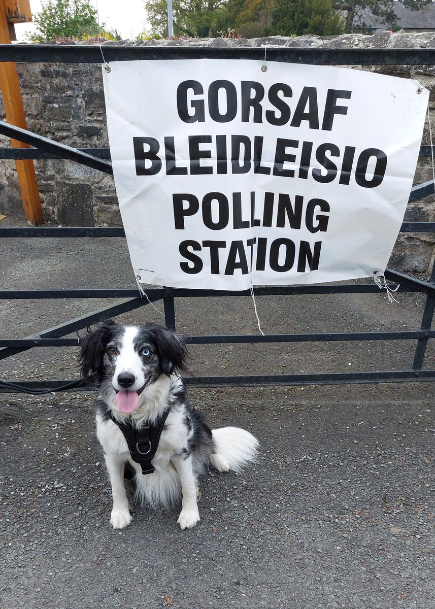 Asked what she thought of the candidates, Bella declined to comment. #dogsatpollingstations