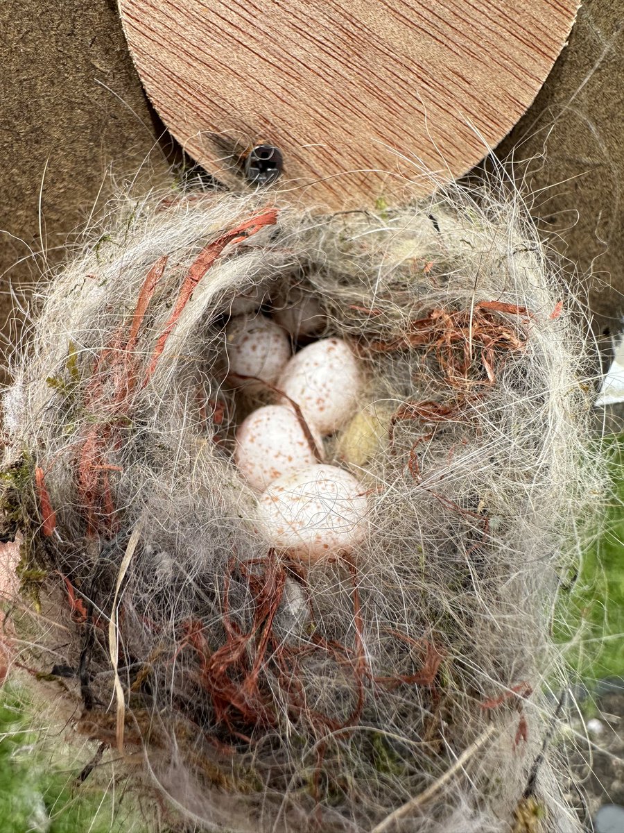 2 of my baby robins hatched today and I have maybe 6 eggs in my chickadee nest 🥰 #birdwatch2024 🤣🤣