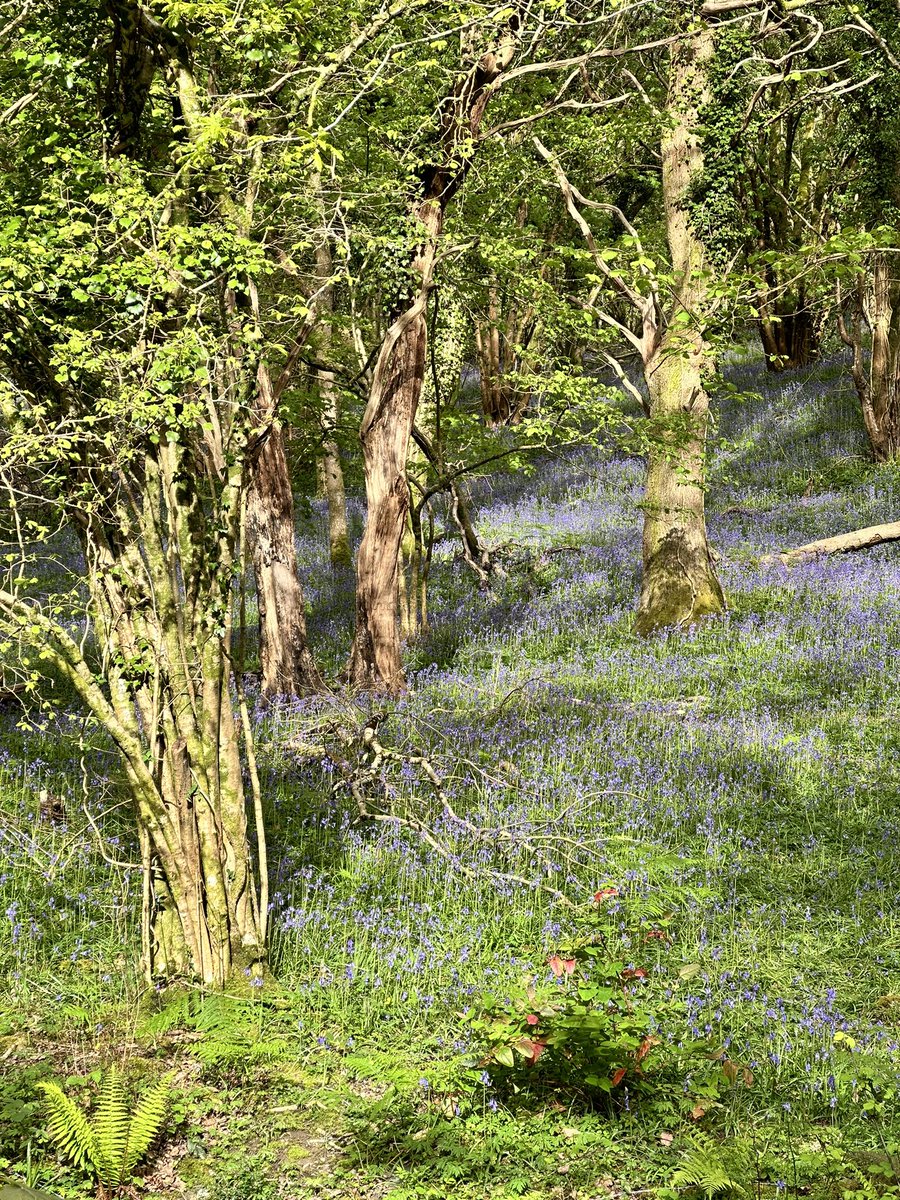 Plymbridge woods this evening Pretty as a picture