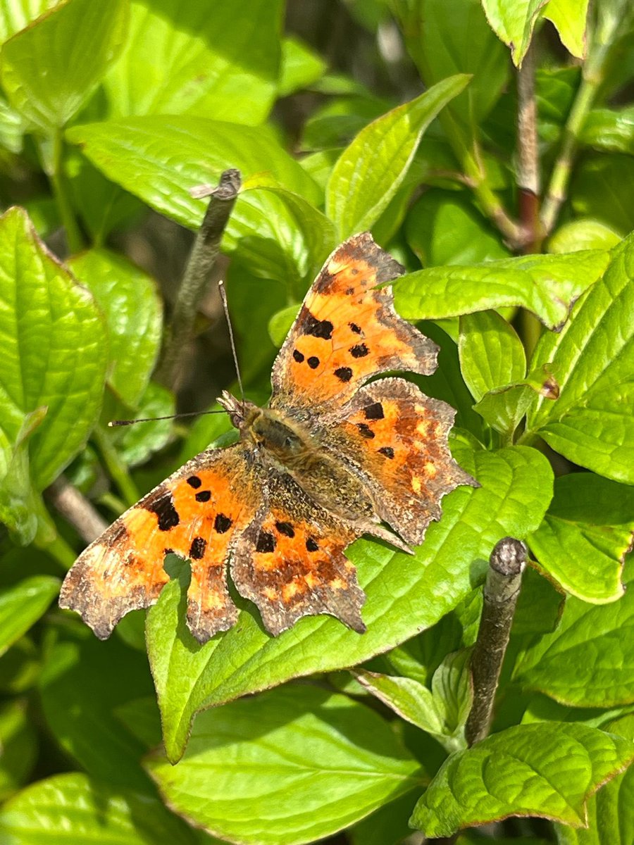 Comma Butterfly 🦋 in the garden. @savebutterflies @BC_Norfolk