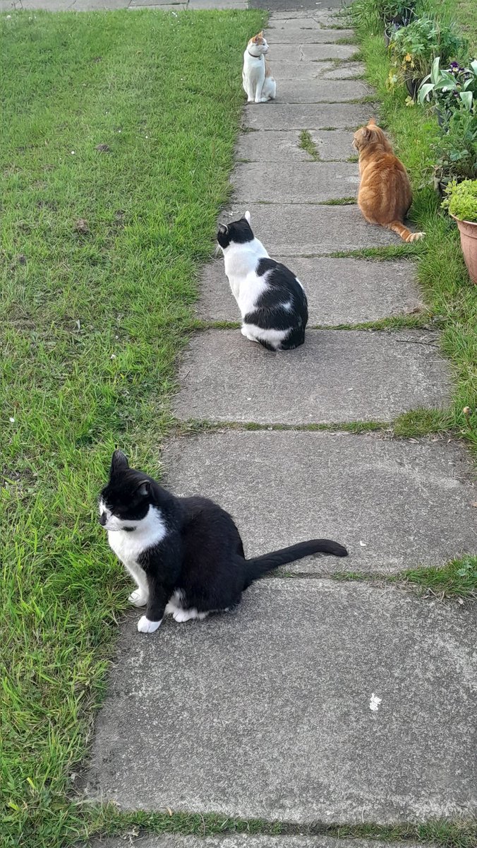 Datz hoomz kinda heaven. Noez noe why?! #CatsOfTwitter #Hedgewatch #CatsOfX #CrazyCatHoom